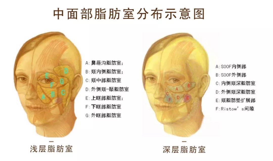 衰老症状的出现与面部脂肪室息息相关
