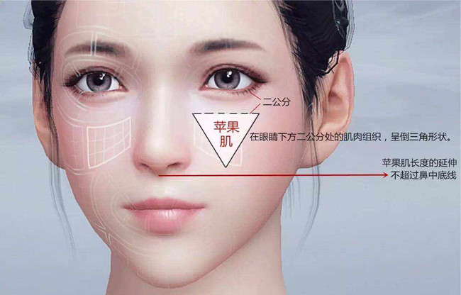 苹果肌面部示意图